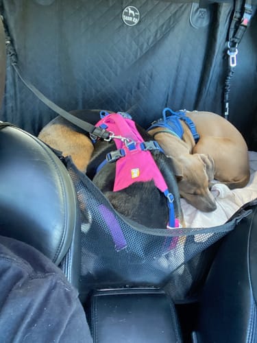 Customer photo review of NEW Waterproof Hard Bottom Car & Truck Seat Foldable Hammock Cover With Storage Pockets, Side Flaps, Headrest Straps, Seat Anchors, & Mesh Window (+FREE SAFETY BELT!)