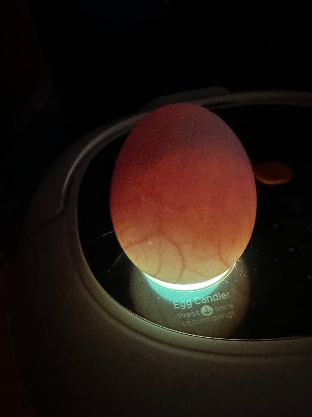 Customer photo review of Egg Incubator -25 Egg Capacity