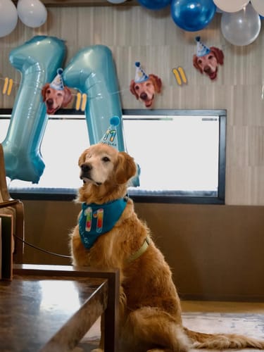Customer photo review of Personalized Dog Party Pack