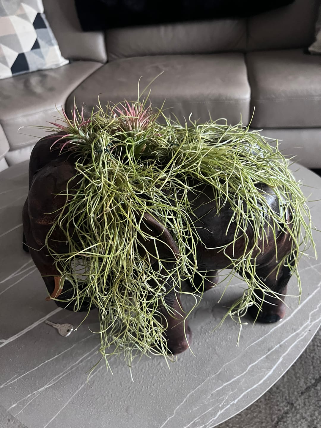 Customer photo review of Tillandsia ionantha 'Red Marble'