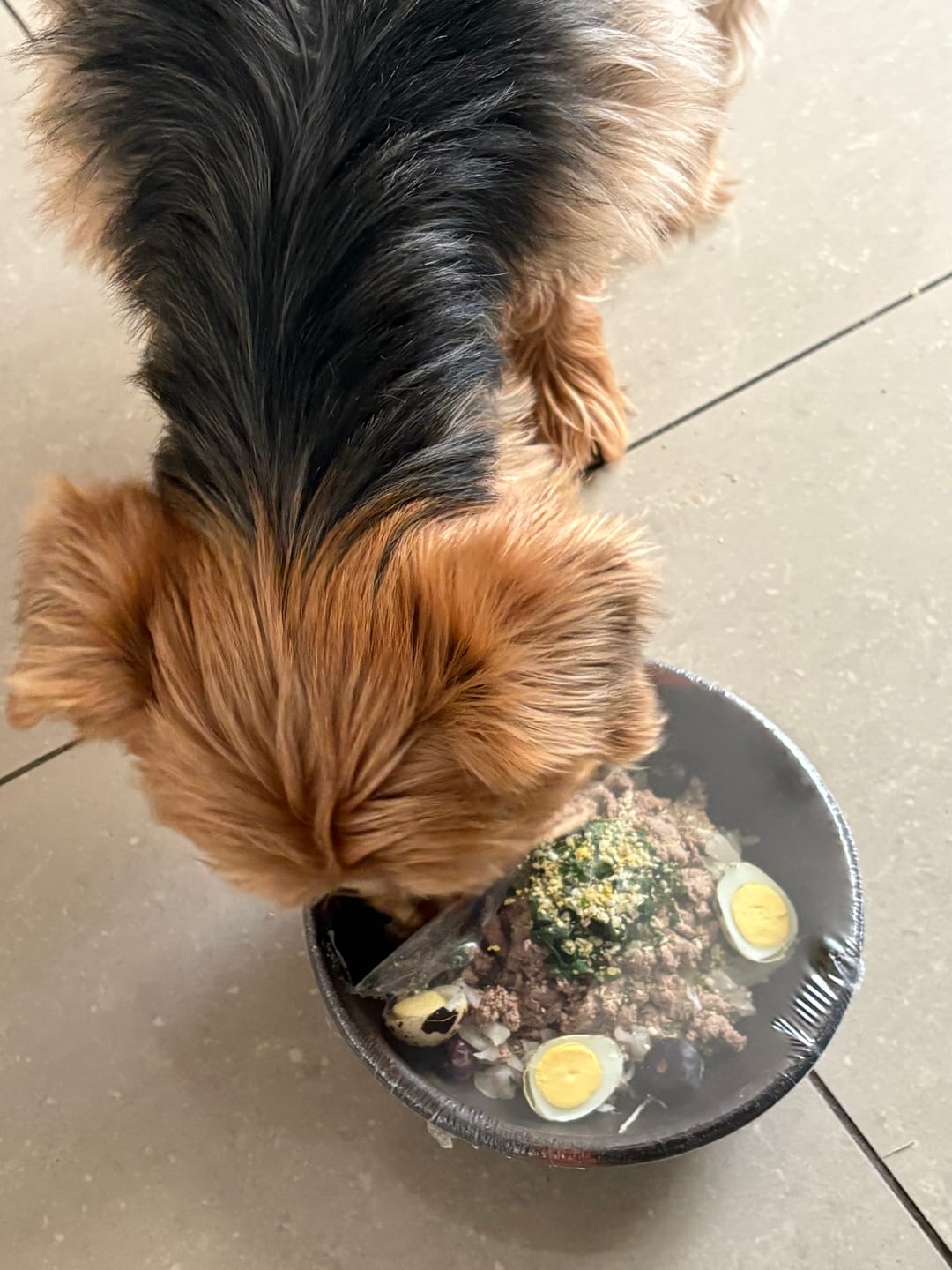 Customer photo review of Herencia del Cazador - PERROS