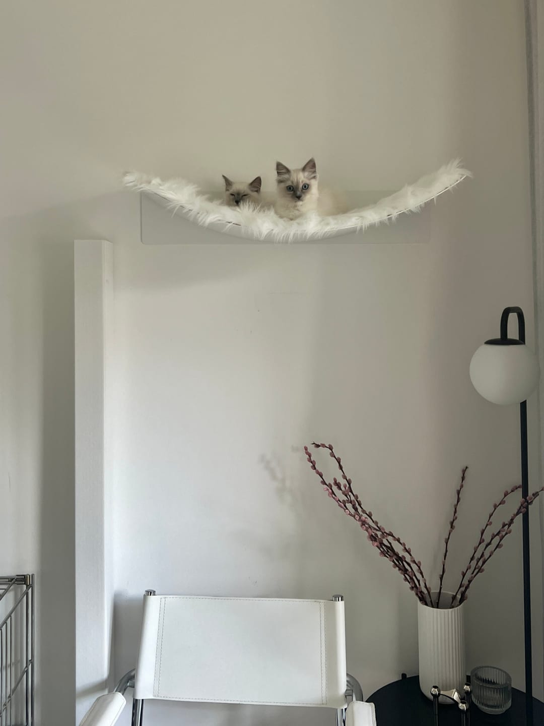 Customer photo review of STYA Katzen Kletterwand | Set Essence | Kratzstamm KS150 + XXL Hängematte WL370