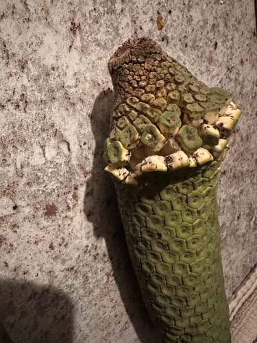 Customer photo review of Monstera Deliciosa (Monstera Fruit) **PRE ORDER**