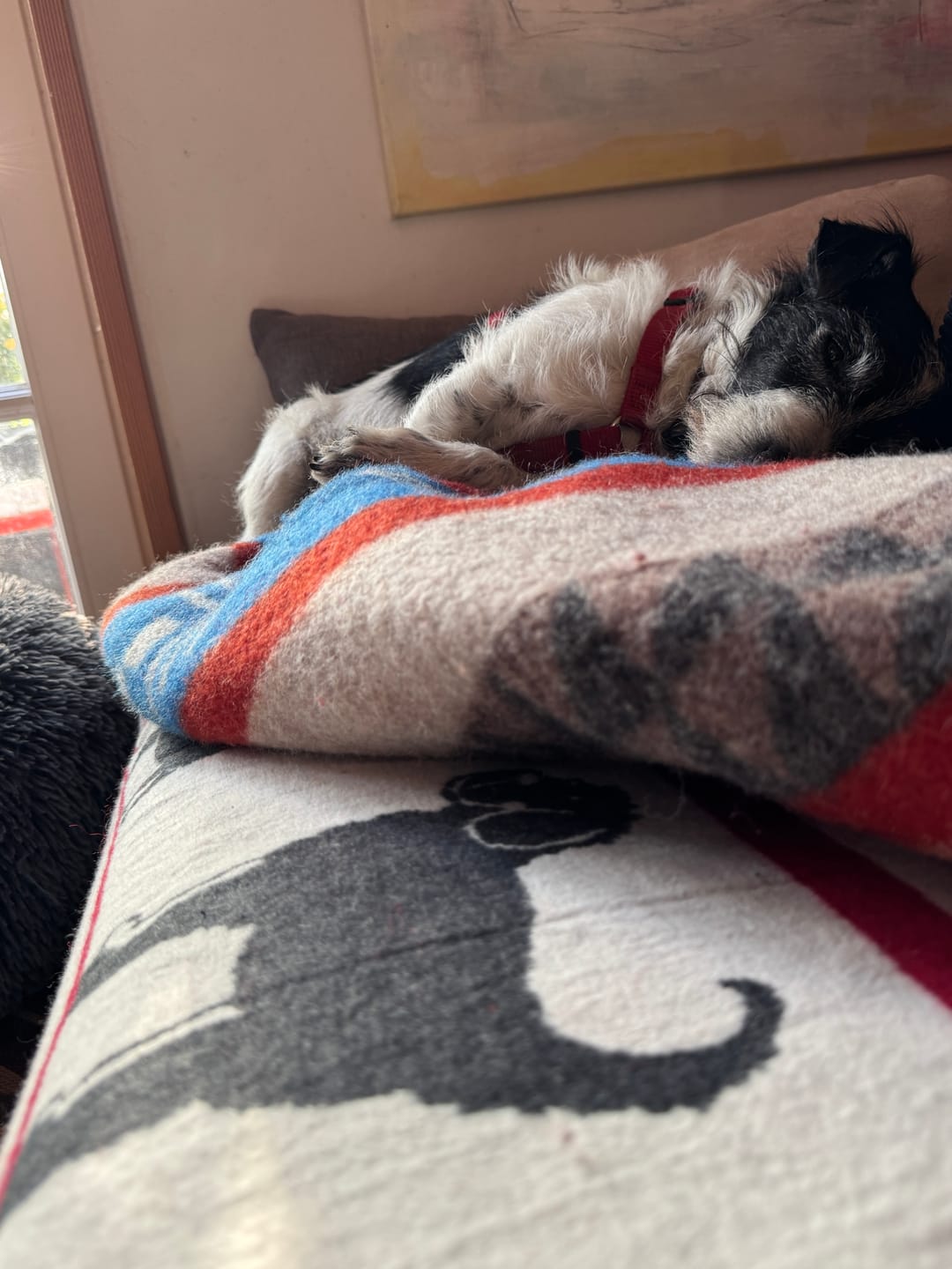 Customer photo review of Hundedecke “Beste Freunde”