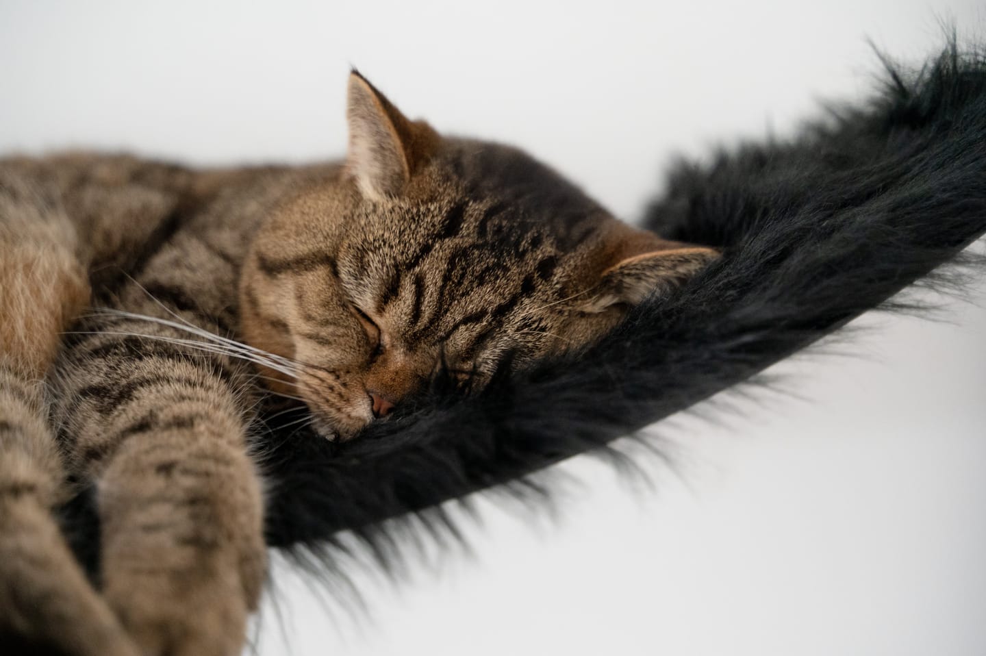 Customer photo review of STYA Katzen Kratzstamm KS150 | 150 cm