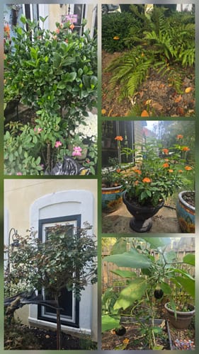 Customer photo review of Bloom Juice - Our Award-Winning Formula for Spectacular Flowers