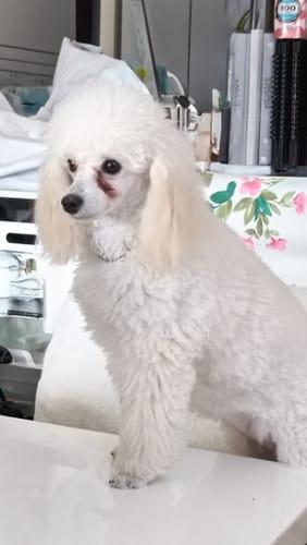 Customer photo review of FunFunPet 高機能ハーネス（お名前タグ作成サービス付き）