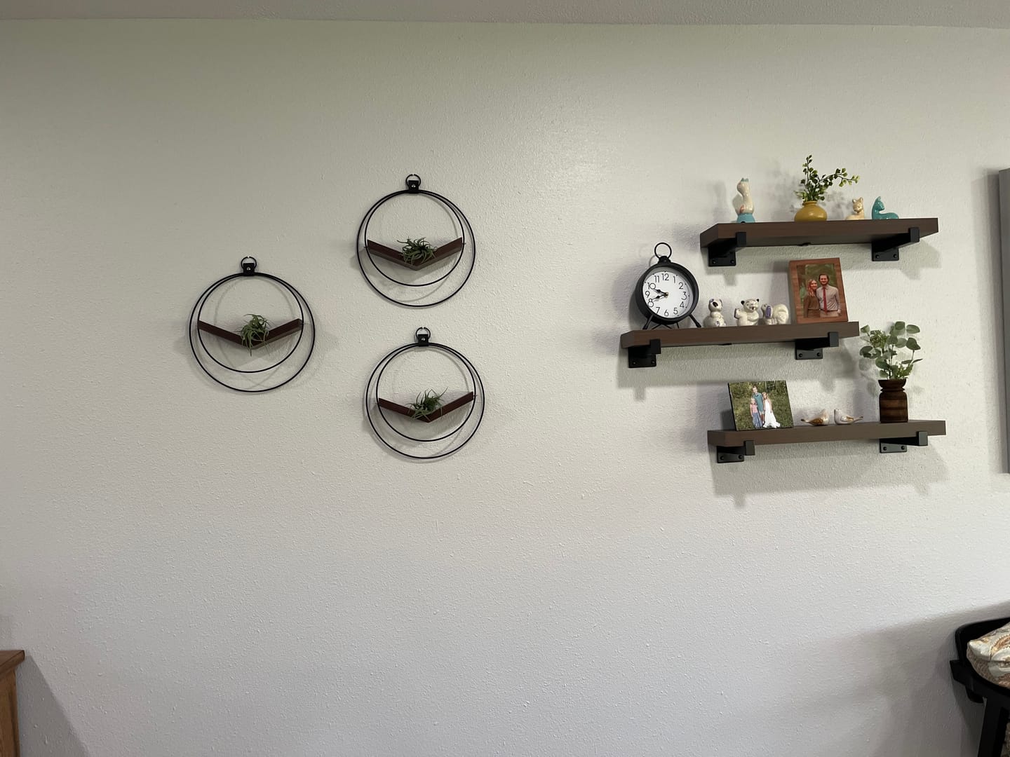Customer photo review of Air Plant V-Hanger Trio