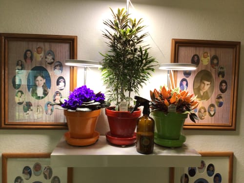 Customer photo review of Houseplant Pest Spray