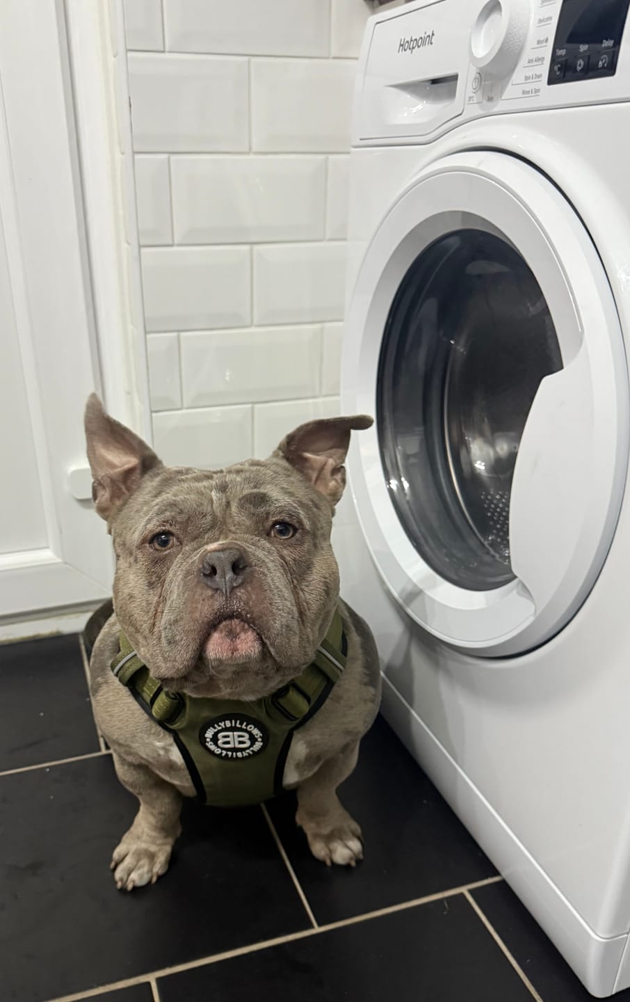 Customer photo review of Comfort Premium Harness | Non Restrictive - Khaki