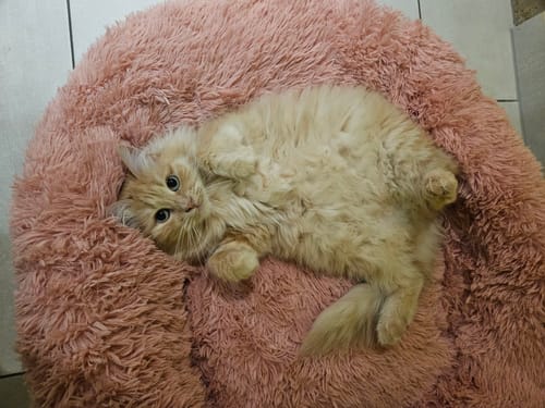 Customer photo review of Puppery Hundebett Wolke 7 - Das Original