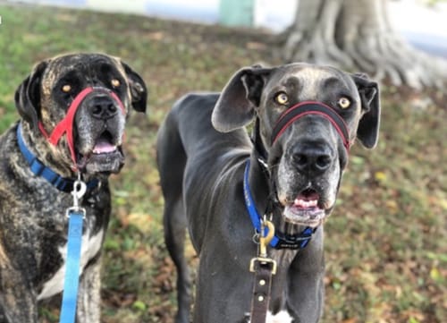 Customer photo review of 12 Inch Beef Jerky Strip