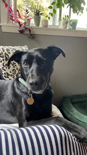 Customer photo review of Sage - Classic Biothane Dog Collar