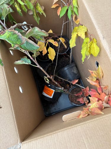 Customer photo review of Inheemse Zoete kers - Prunus avium