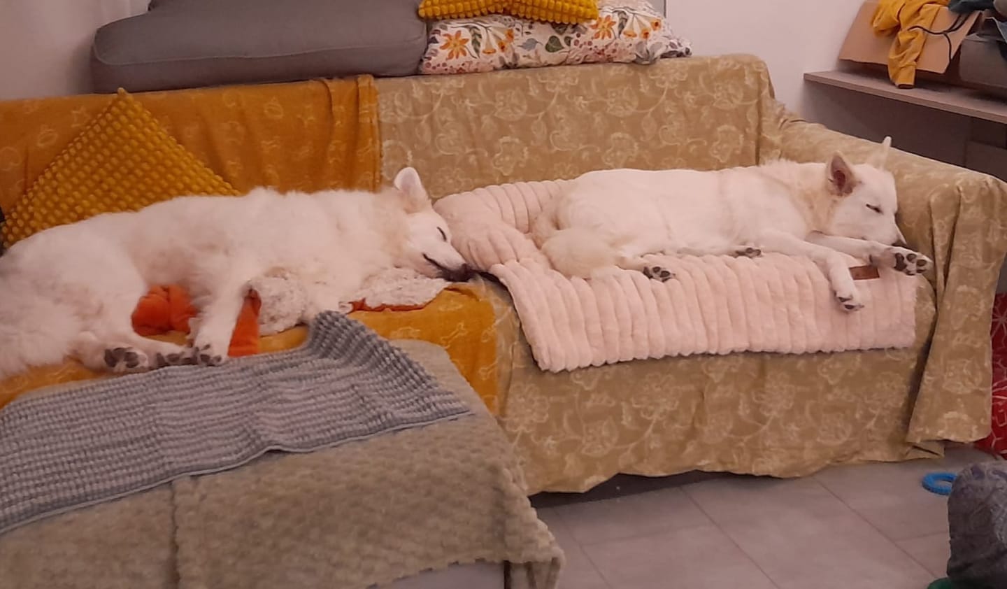Customer photo review of Pet Perfect Luxe Hondendeken Bank - Bankbeschermer - Wasbaar
