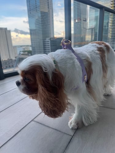 Customer photo review of Boneflex Harness Gold