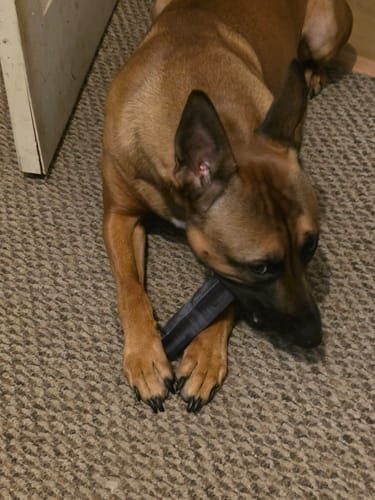 Customer photo review of Blueberry Yak Chews