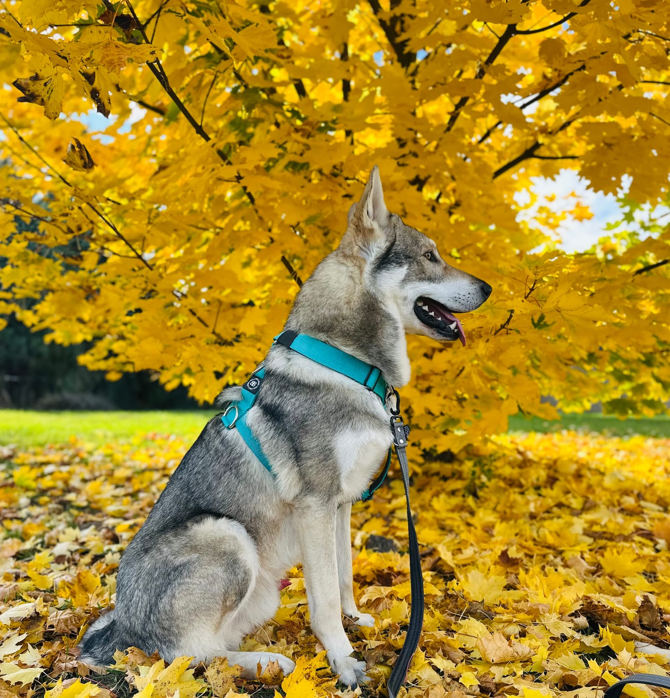 Customer photo review of Training Anti Pull TRI-Harness® | M-XL Breeds - Turquoise