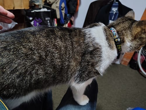 Customer photo review of Collar personalizado para Mascota: Alebrije