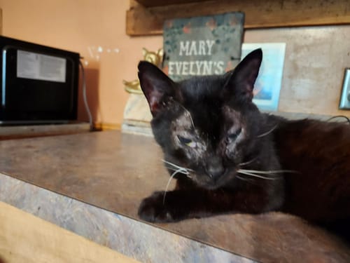 Customer photo review of 5x Blisso Advanced Cat Probiotic (Buy 2 Get 3 Free)