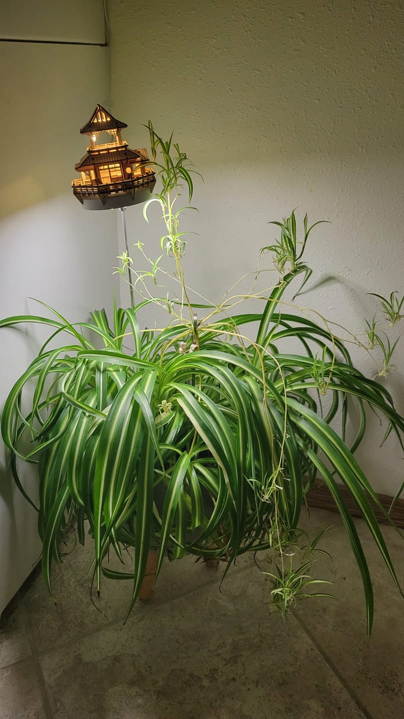 Customer photo review of Sunrise Terrace + Grow Light