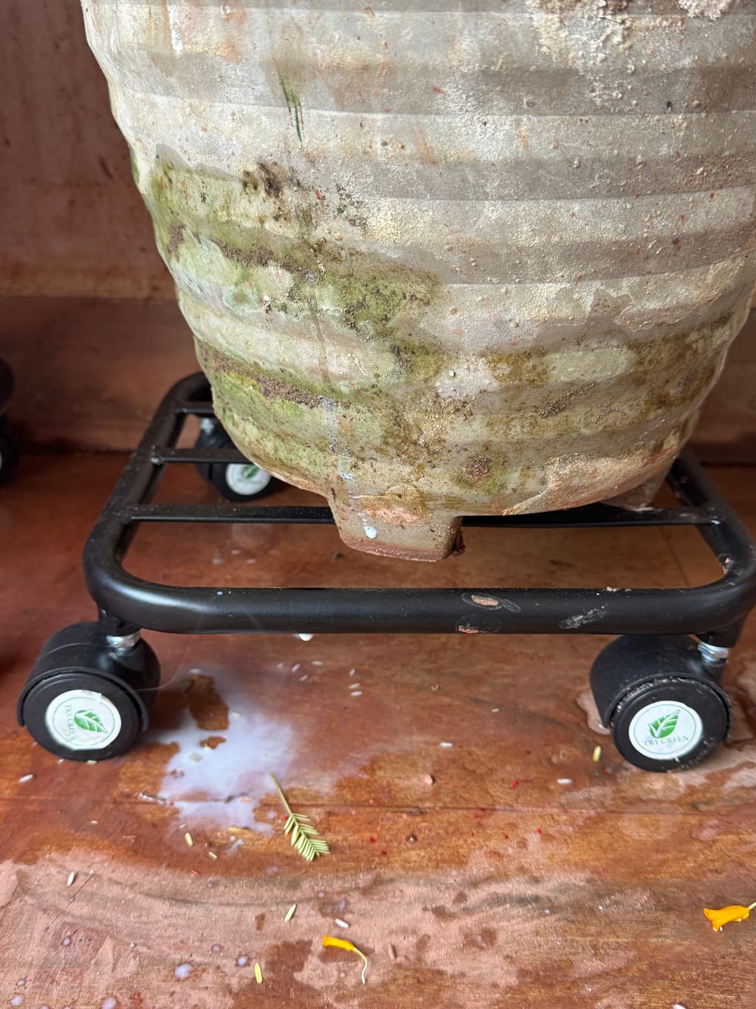 Customer photo review of TryGreen Daze Wheel Rolling Plant Stand for Planters