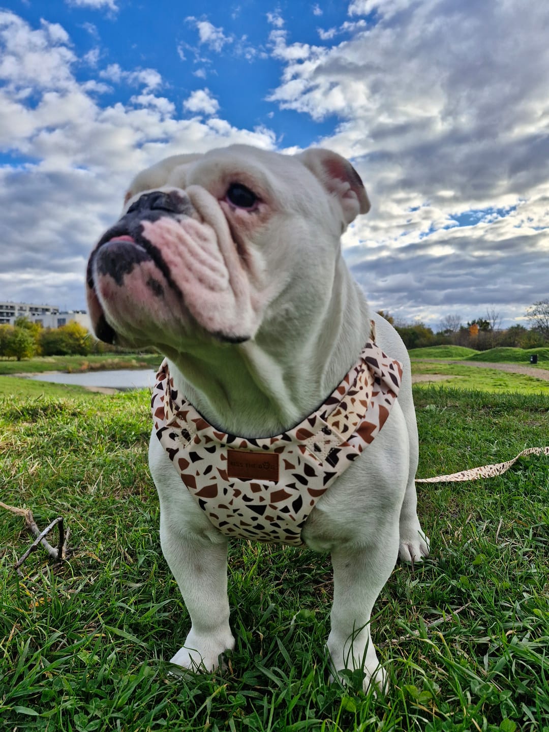 Customer photo review of Szelki bezuciskowe "Beige Terrazzo" - złote okucia