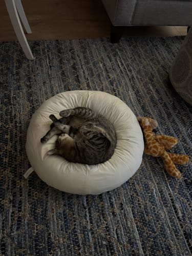Customer photo review of Vanilla Pudding Bed