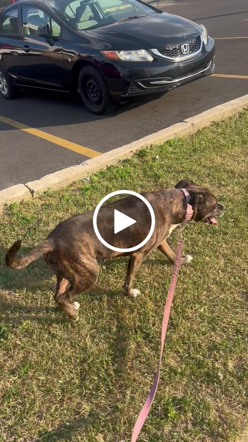 Customer video review of KING KALM CBD 300mg - Large Pet Formula 45 to 65lbs