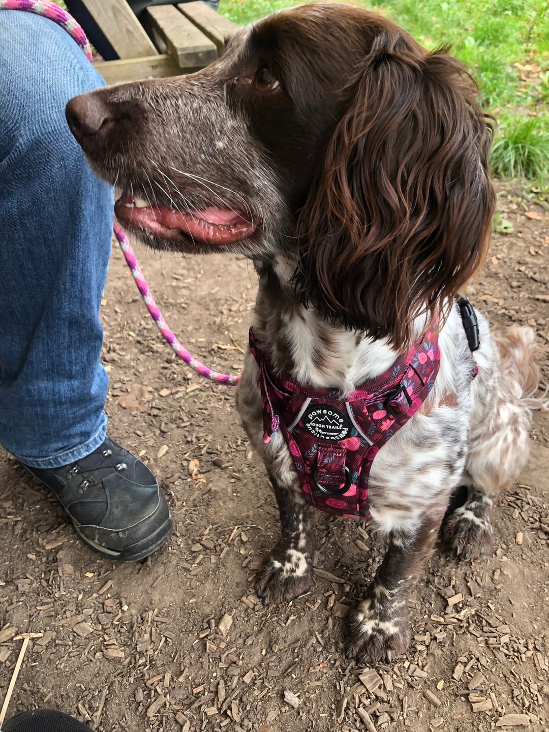 Customer photo review of Tough Trails™ Harness - Mable's Meadow