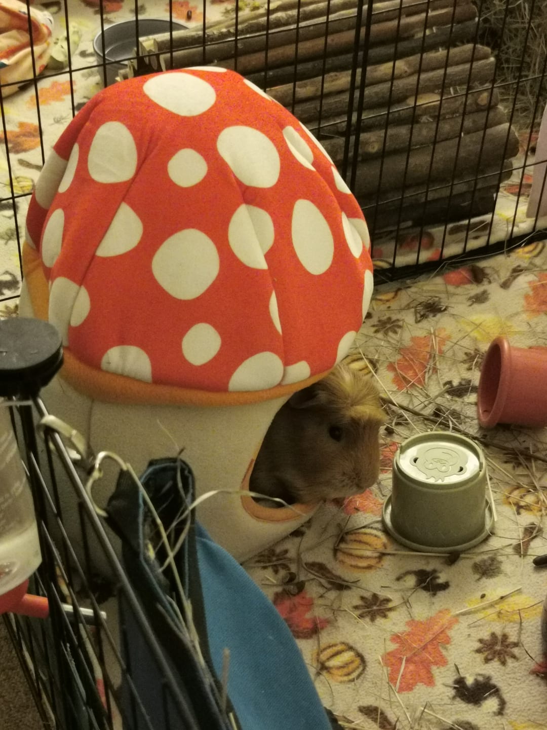 Customer photo review of Guinea Pig Hidey House | Mushroom