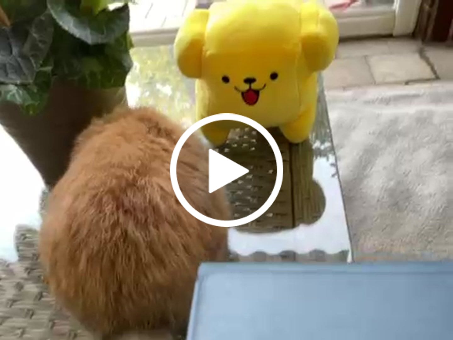 Customer video review of Peluche Fufos + Albo Fumetti e Risate!