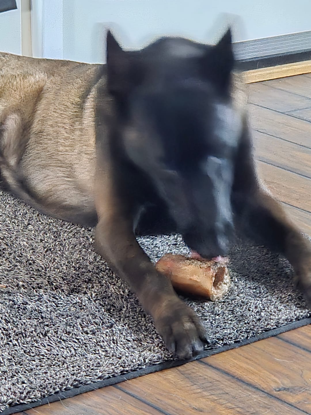 Customer photo review of 1 LB Chew Pack