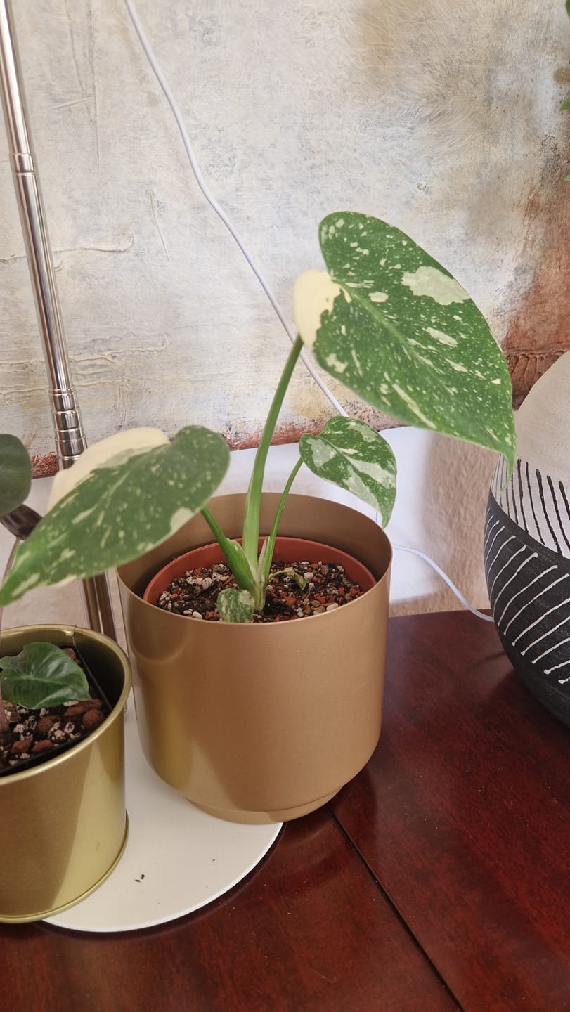 Customer photo review of MONSTERA THAI CONSTELLATION