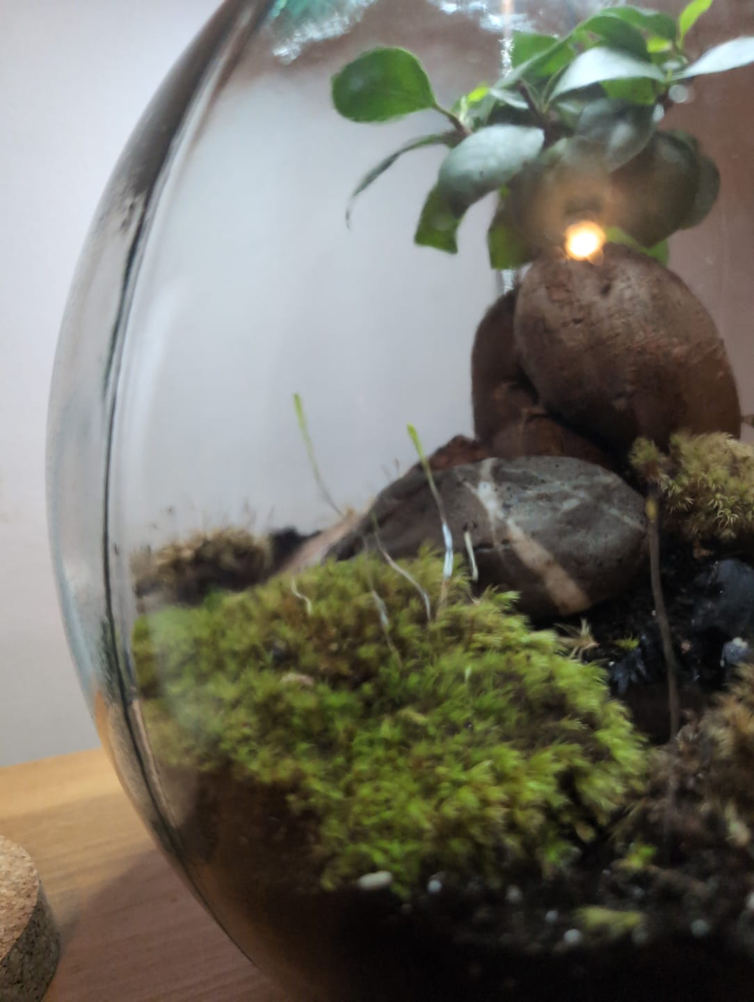 Customer photo review of Mood Moss - Revita-Moss (Dicranum)