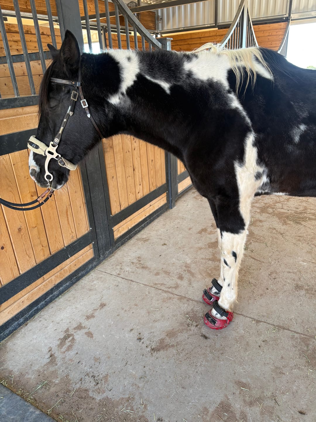 Customer photo review of Renegade® Viper Shield™ Hoof Boot - Dragon Fire Red