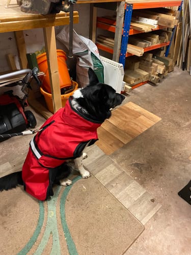 Customer photo review of 3-in-1 Dog Coat
