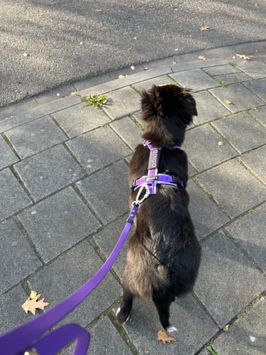Customer photo review of Y Shaped Dog Harness FUN Purple/Lilac | AnnyX - S