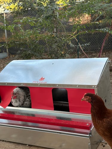 Customer photo review of Medium (34") Reversible Rollout Nest Box (Up to 32 Hens)