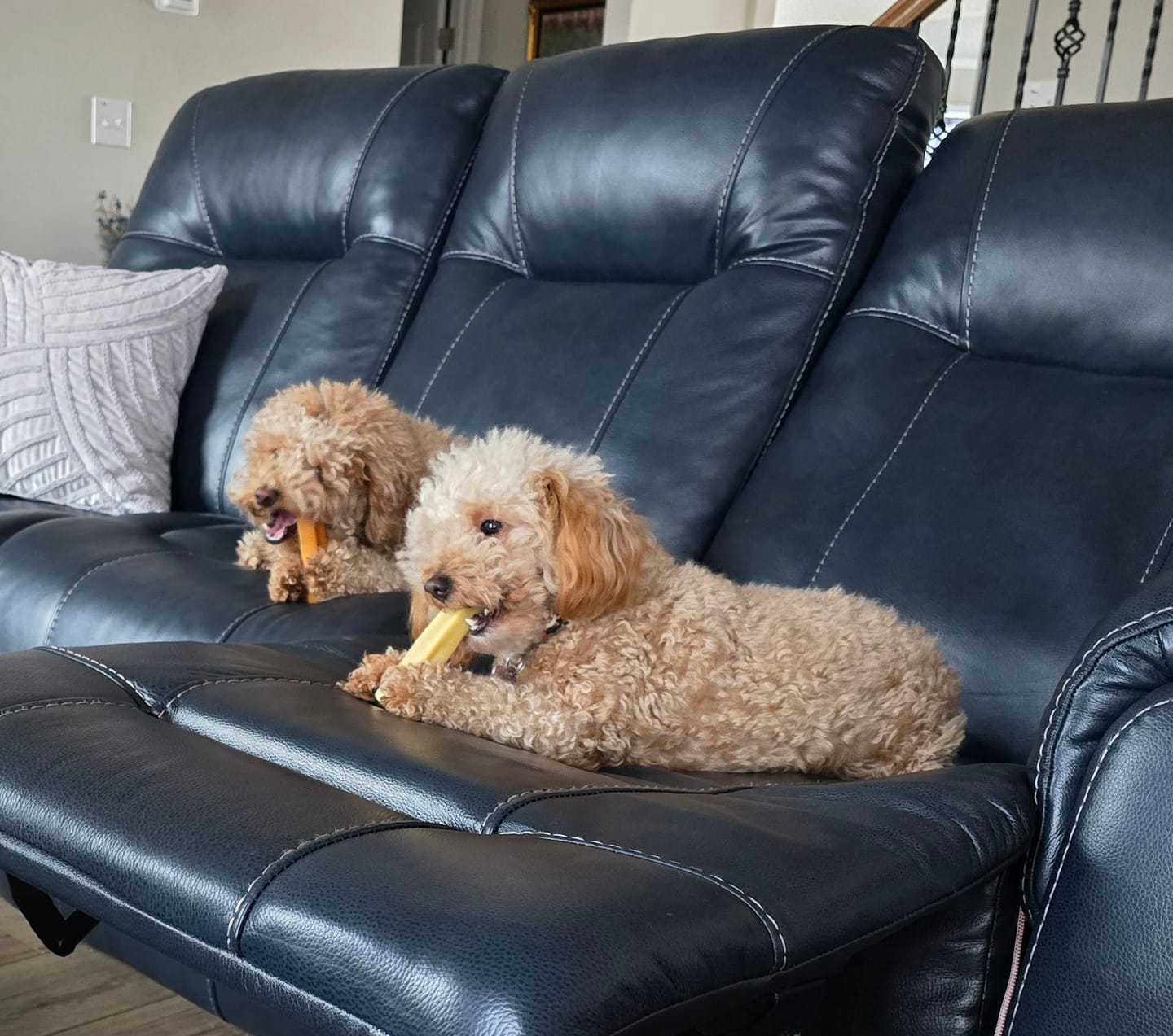 Customer photo review of Banana Yak Chews