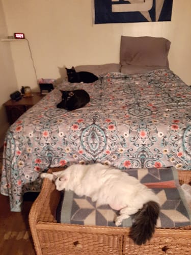 Customer photo review of 2x Blisso Advanced Cat Probiotic | Cat Probiotic for Diarrhea & Kidney Support