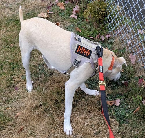 Customer photo review of HNTR 3.0 Dog Harness - Beach