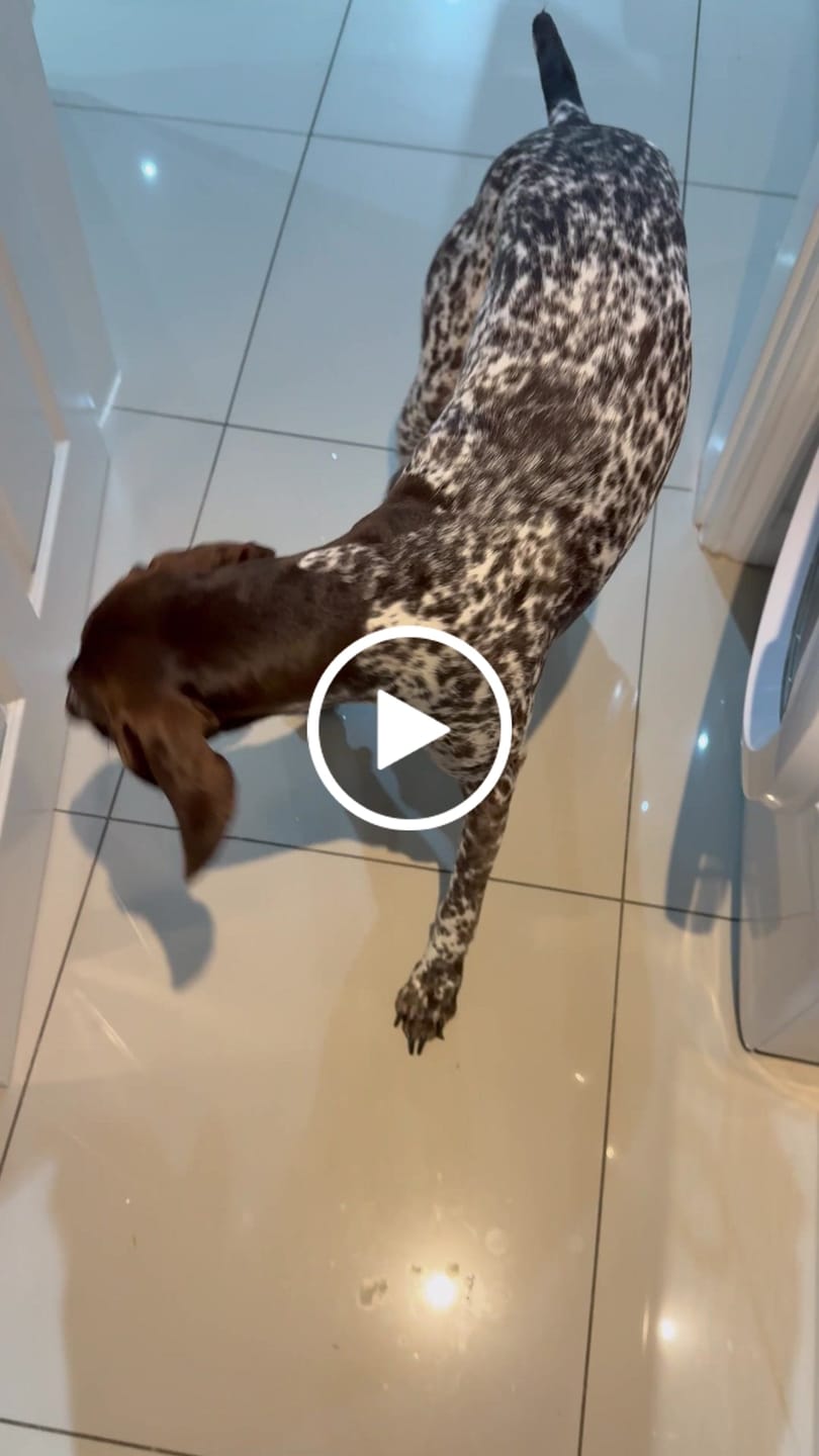 Customer video review of Beef Bladder Twists (110g)
