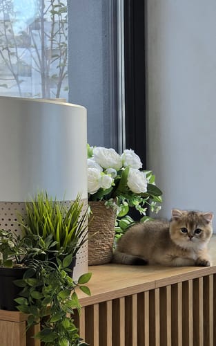 Customer photo review of Pet Air Purifier