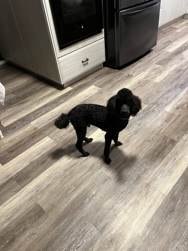 Customer photo review of 6 Inch Beef Jerky Strip