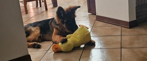 Customer photo review of Duck™ - Il Pupazzo Indistruttibile