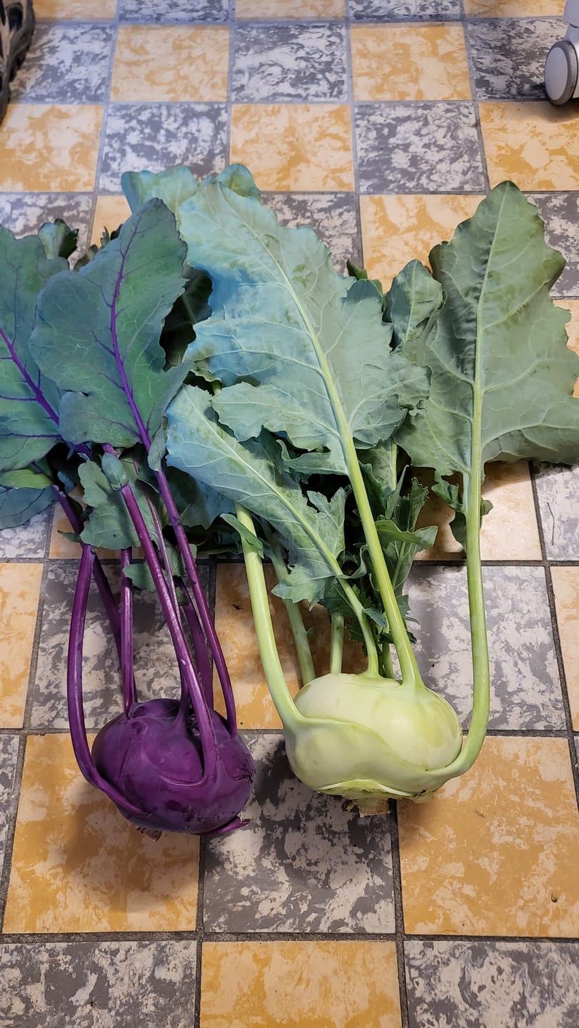 Customer photo review of Kohlrabi ‘Azur Star’