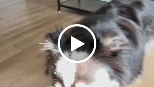 Customer video review of Smoked Beef Marrow Bone
