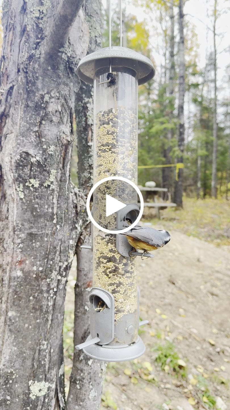 Customer video review of Premium Wild Bird Seed Mix