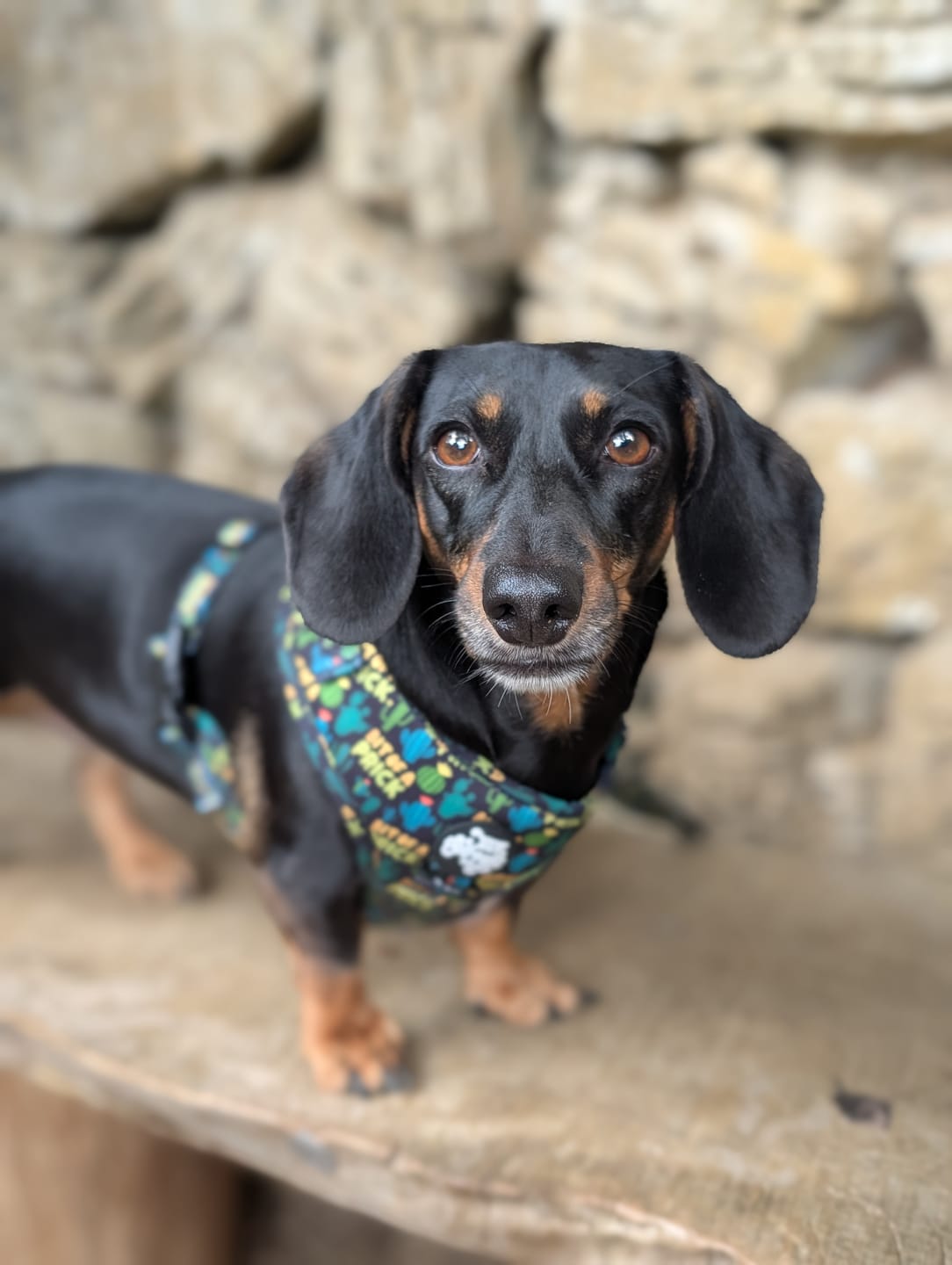 Customer photo review of Bit of a pr**k harness
